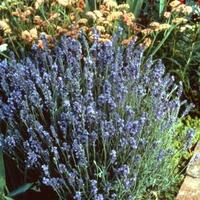Lavandin - Lavandula hybrida